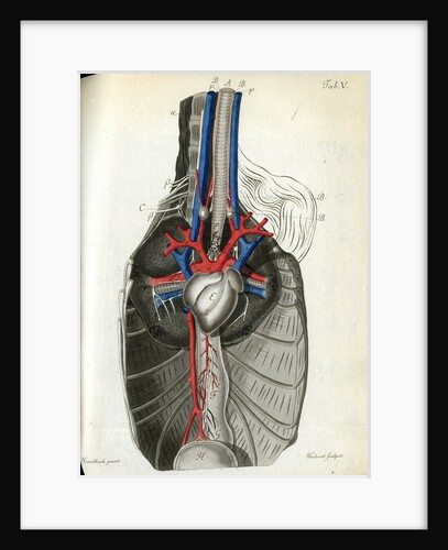 View of the chest cavity by Walwert