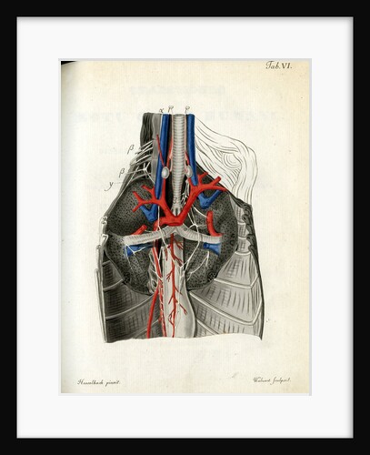 Open chest cavity by Walwert