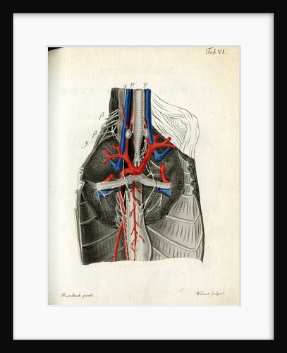 Open chest cavity by Walwert