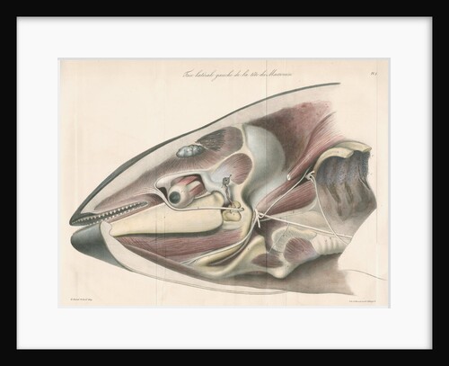 Dissected head of a porpoise by Antoine Toussaint de Chazal