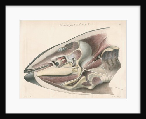 Dissected head of a porpoise by Antoine Toussaint de Chazal