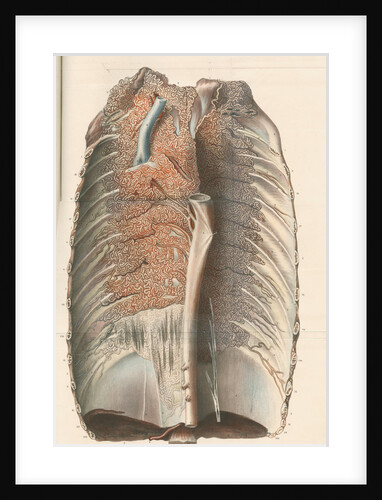 Dissected thorax of a porpoise by Antoine Toussaint de Chazal