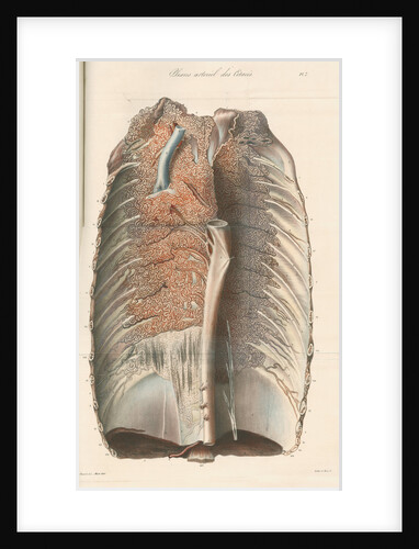 Dissected thorax of a porpoise by Antoine Toussaint de Chazal
