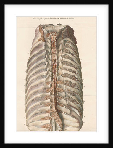 Dissected thorax of a porpoise by Antoine Toussaint de Chazal
