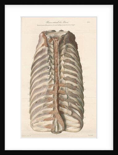 Dissected thorax of a porpoise by Antoine Toussaint de Chazal