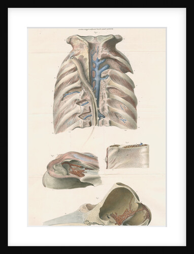Dissected thorax and skull of a porpoise by Antoine Toussaint de Chazal