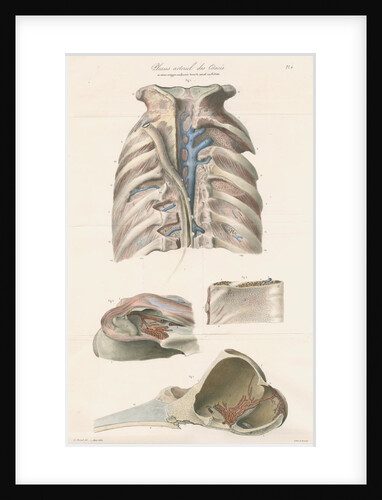 Dissected thorax and skull of a porpoise by Antoine Toussaint de Chazal