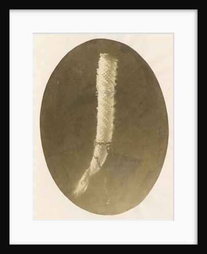 Venus's flower basket by unknown