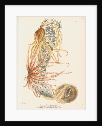 Venus's flower basket and starfish by C L G