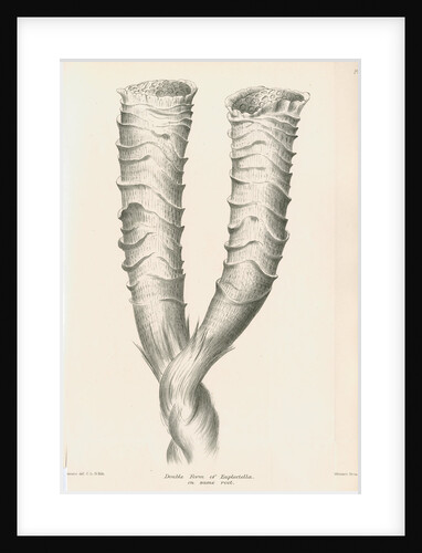 'Double form of Euplectella' [Venus's flower basket] by C L G
