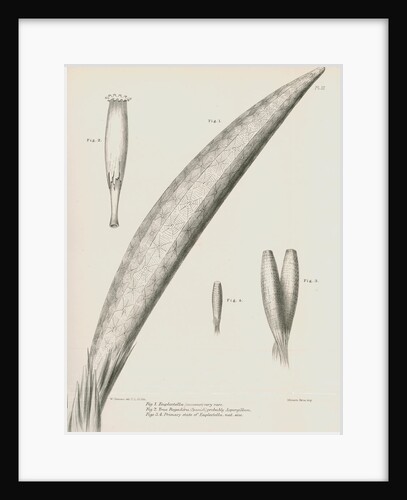 Specimens of Euplectella [Venus's flower basket] by C L G