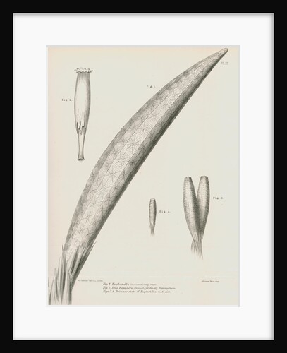Specimens of Euplectella [Venus's flower basket] by C L G