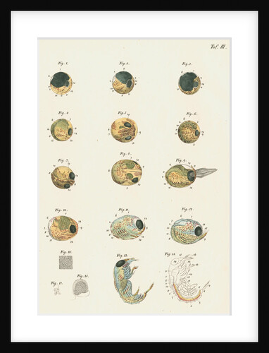 Lobster egg development by Michael Pius Erdl