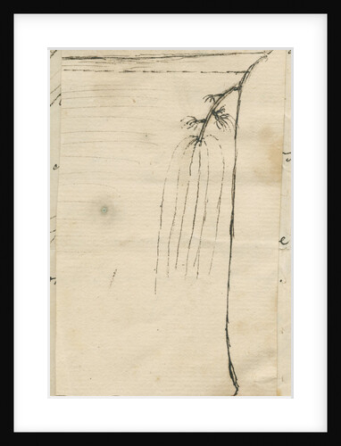 Freshwater hydra by Charles John Bentinck