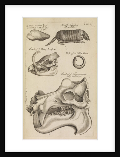 A hippopotamus skull in the Royal Society's Repository by Anonymous