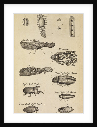 Insects in the Royal Society's Repository by Anonymous