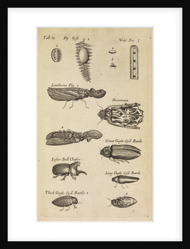 Insects in the Royal Society's Repository by Anonymous