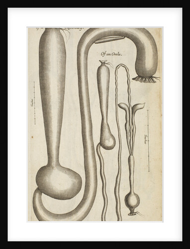 The stomach and guts of a cassowary and an owl by Anonymous