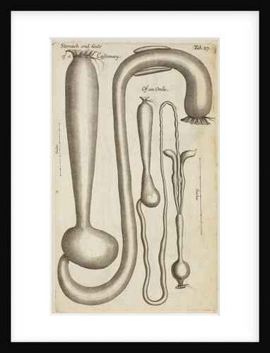 The stomach and guts of a cassowary and an owl by Anonymous