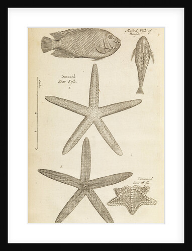 Fish and starfish in the Royal Society's Repository by Anonymous