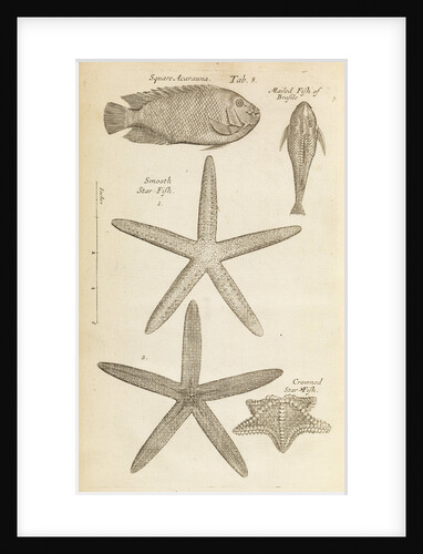 Fish and starfish in the Royal Society's Repository by Anonymous