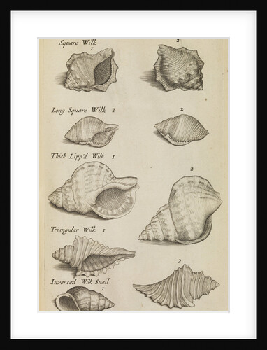 Whelk shells in the Royal Society's Repository by Anonymous