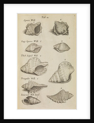 Whelk shells in the Royal Society's Repository by Anonymous