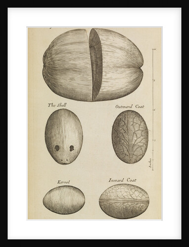 A coconut in the Royal Society's Repository by Anonymous