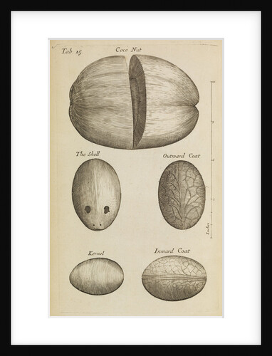 A coconut in the Royal Society's Repository by Anonymous
