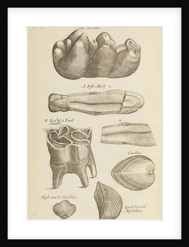 A 'petrified tooth' in the Royal Society's Repository by Anonymous