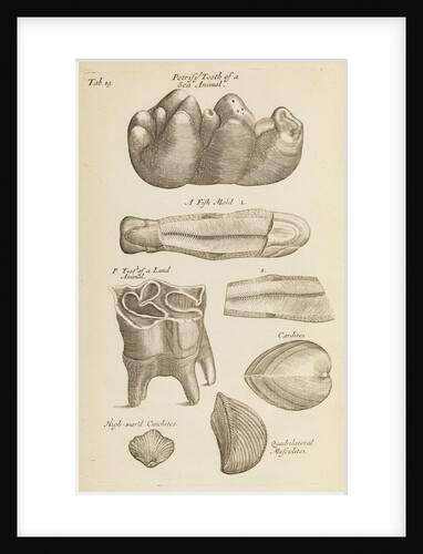 A 'petrified tooth' in the Royal Society's Repository by Anonymous