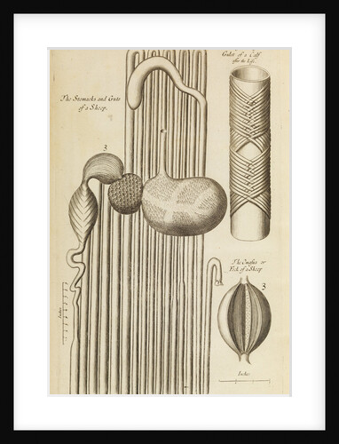 The stomach and guts of a sheep and the gullet of a calf by Anonymous