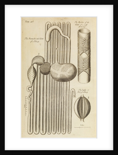 The stomach and guts of a sheep and the gullet of a calf by Anonymous