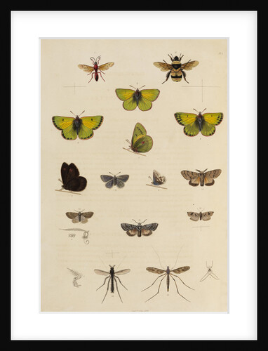Insects of northern Canada by Anonymous