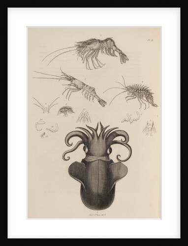 Marine invertebrates of the Arctic seas by unknown