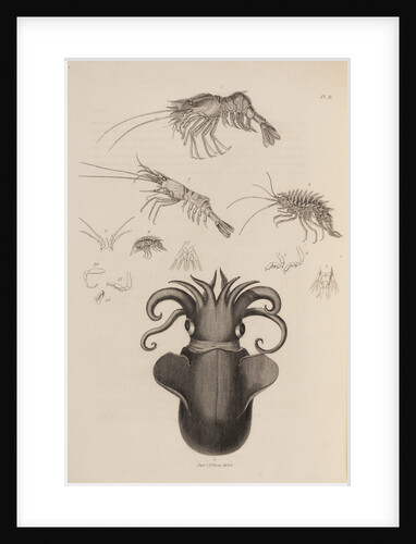 Marine invertebrates of the Arctic seas by unknown
