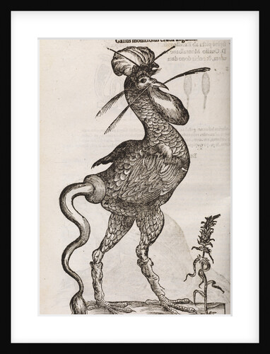 A 'monstrous cockerel with a snake's tail' by unknown
