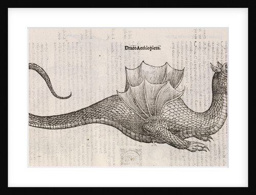 An 'Ethiopian dragon' by unknown