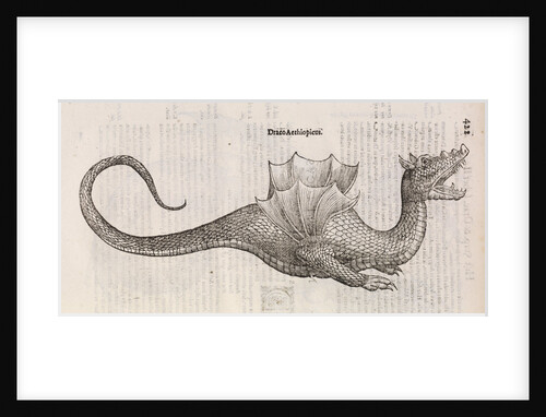 An 'Ethiopian dragon' by unknown