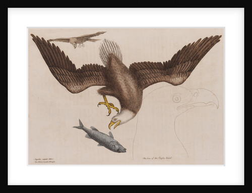 The bald eagle by Mark Catesby