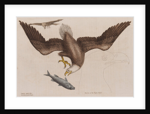 The bald eagle by Mark Catesby