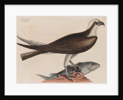 The fishing hawk by Mark Catesby