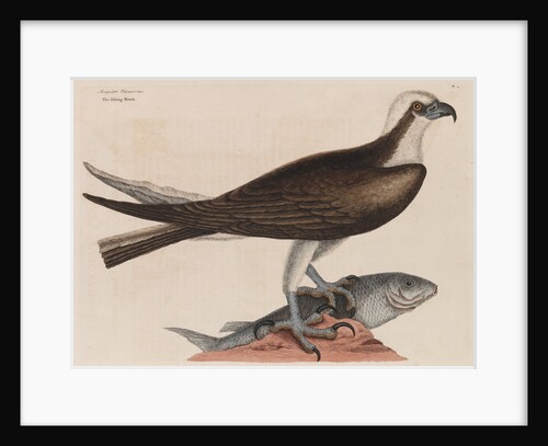The fishing hawk by Mark Catesby