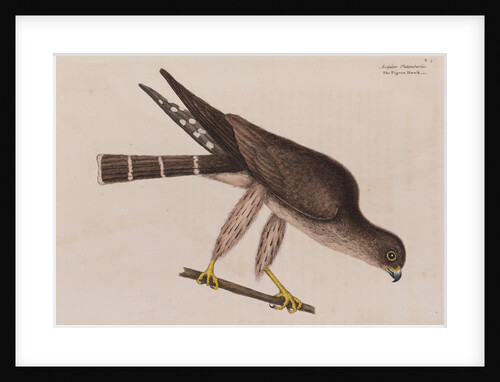 The pigeon-hawk by Mark Catesby