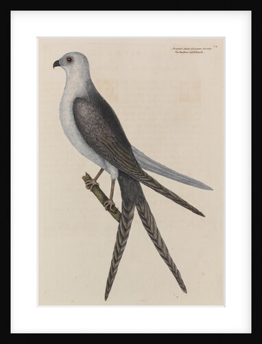 The swallow-tail hawk by Mark Catesby