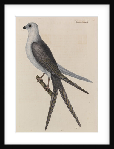 The swallow-tail hawk by Mark Catesby