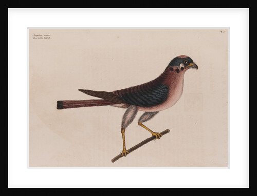 The little hawk by Mark Catesby