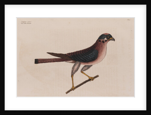 The little hawk by Mark Catesby