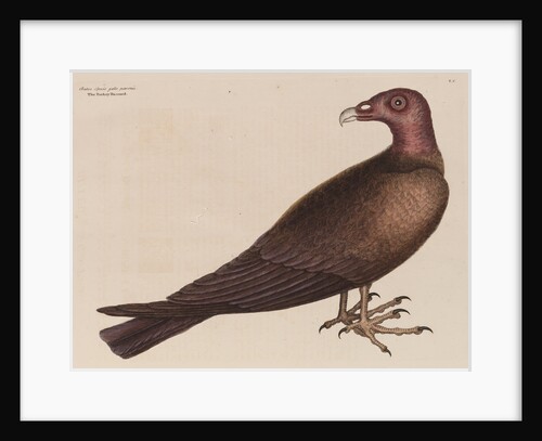 The turkey buzzard by Mark Catesby
