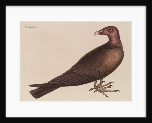 The turkey buzzard by Mark Catesby